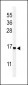 RPS25 Antibody (N-term)